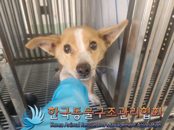 한국동물구조관리협회_441398202500070